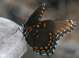 Red-spotted Purple